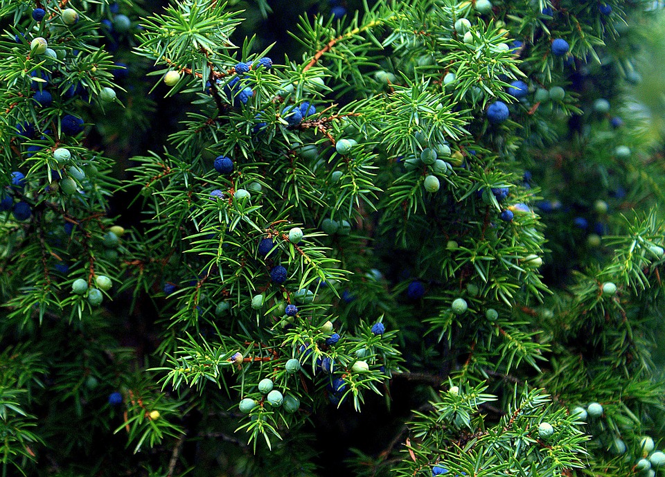 Huile essentielle contre rétention d’eau : quelles sont les tisanes et plantes drainantes anti rétention d’eau ?