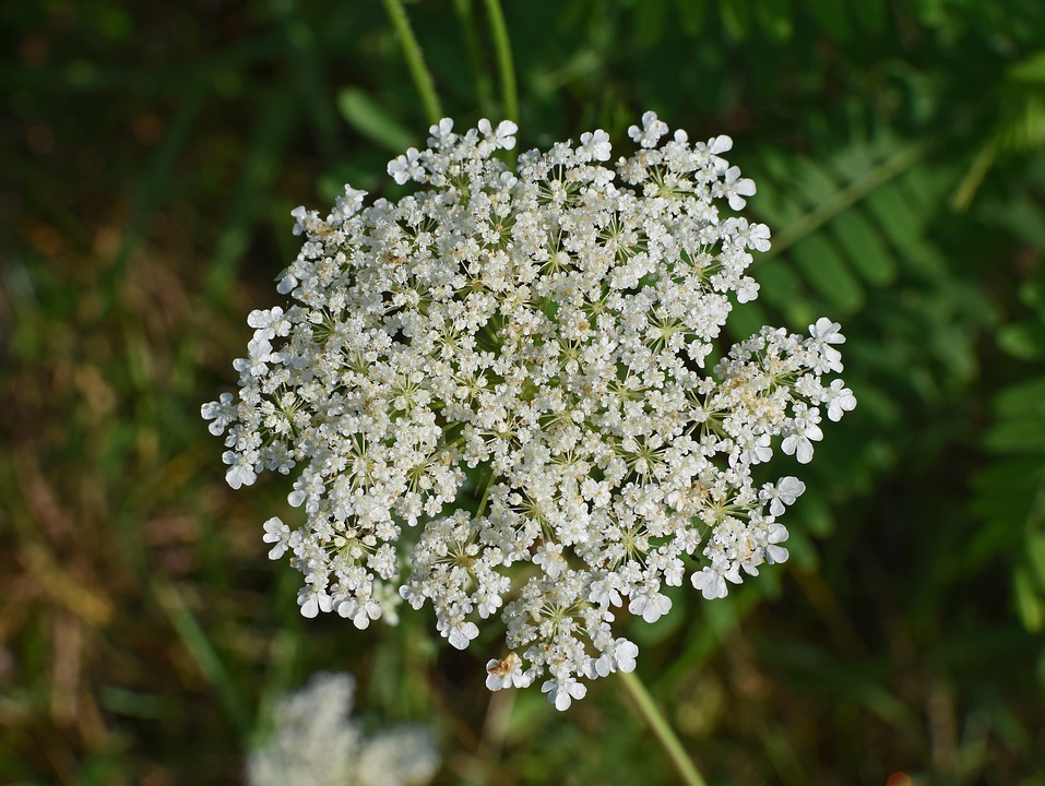 Huile essentielle contre rétention d’eau : quelles sont les tisanes et plantes drainantes anti rétention d’eau ?