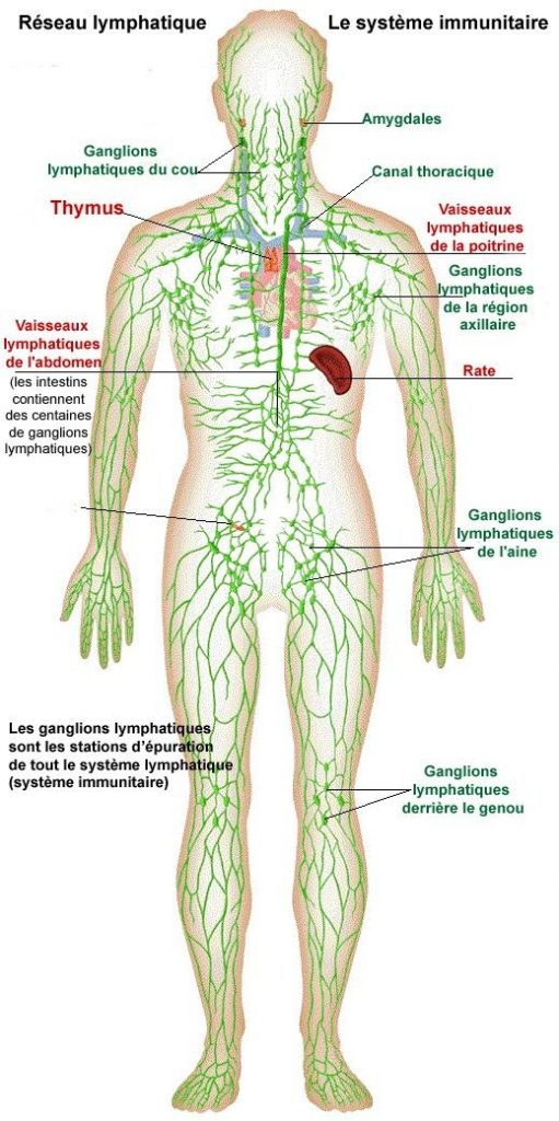 Schéma du système lymphatique humain