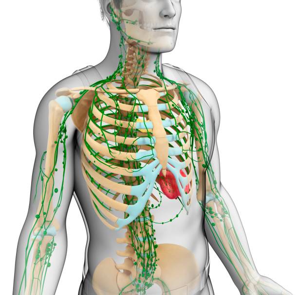 Schéma du système lymphatique d'un homme