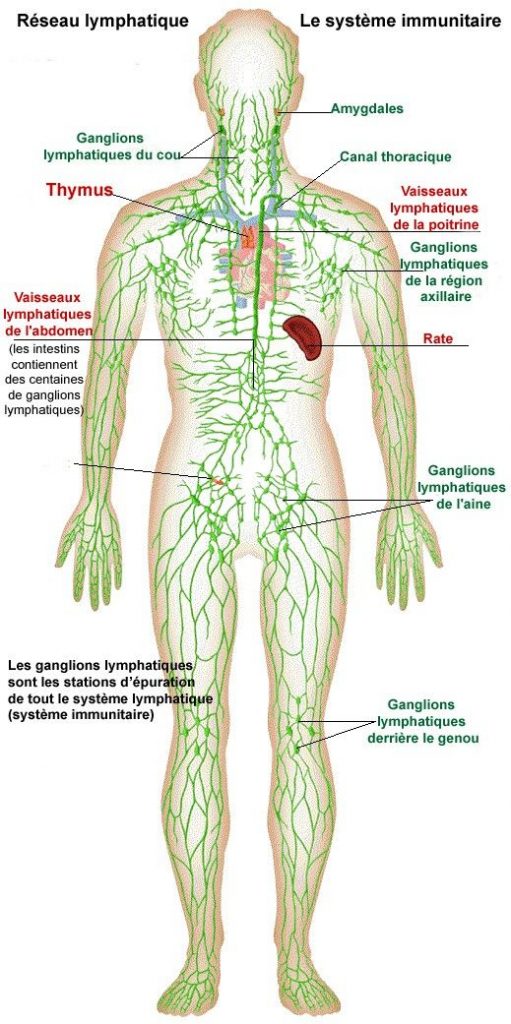 Schéma du système lymphatique humain