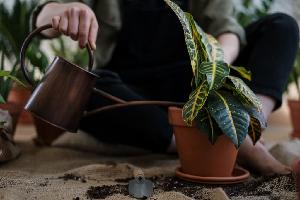 Personne qui arrose une plante