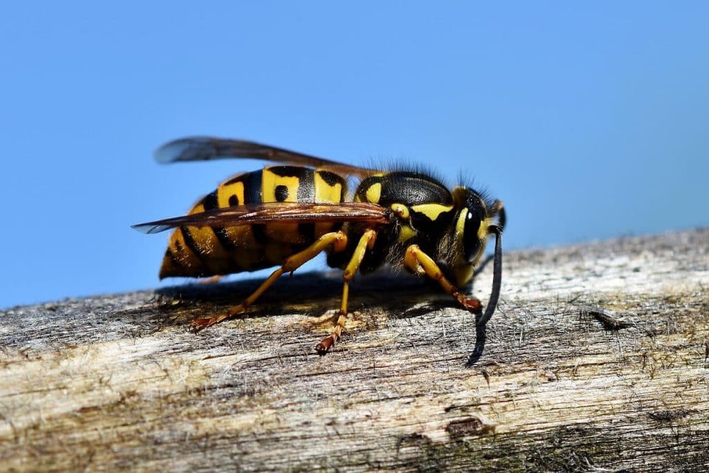 Comment soigner une piqûre de guêpe ?