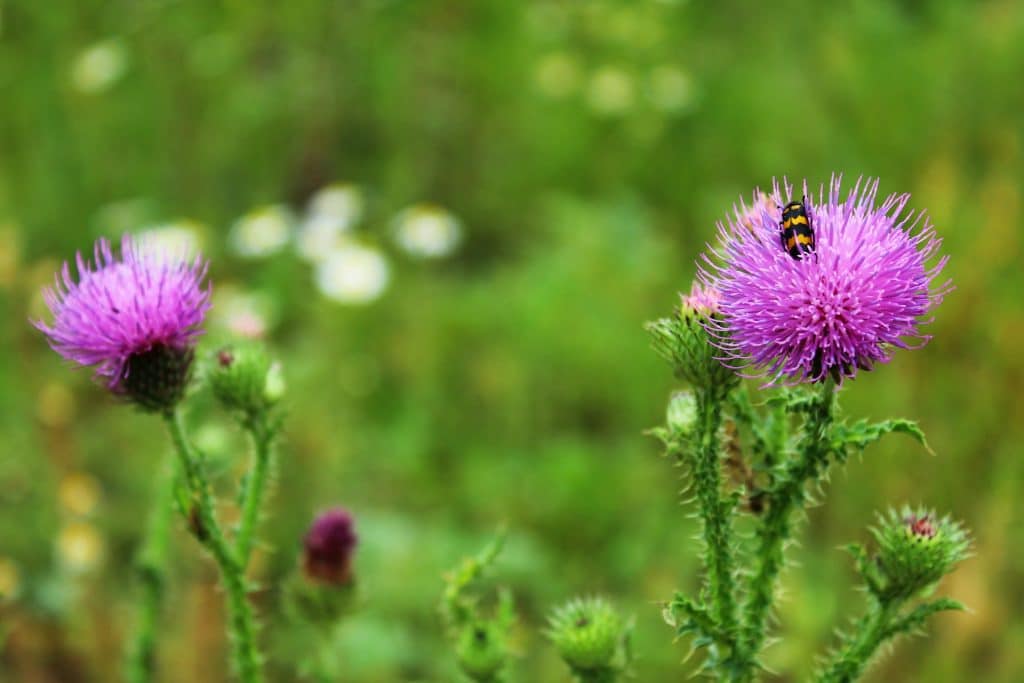 chardon marie avec une abeille